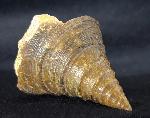 Pyrgotrochus elongatus (SOWERBY 1818) - Bild © FossNet FossilienStore